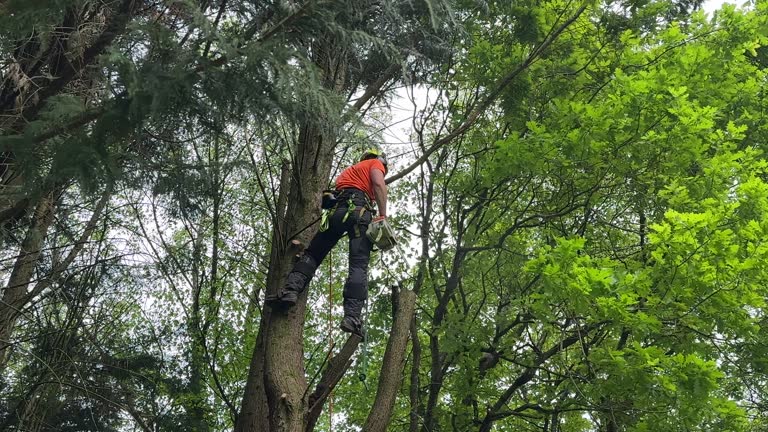 Best Storm Damage Tree Cleanup  in Westhampton Beach, NY